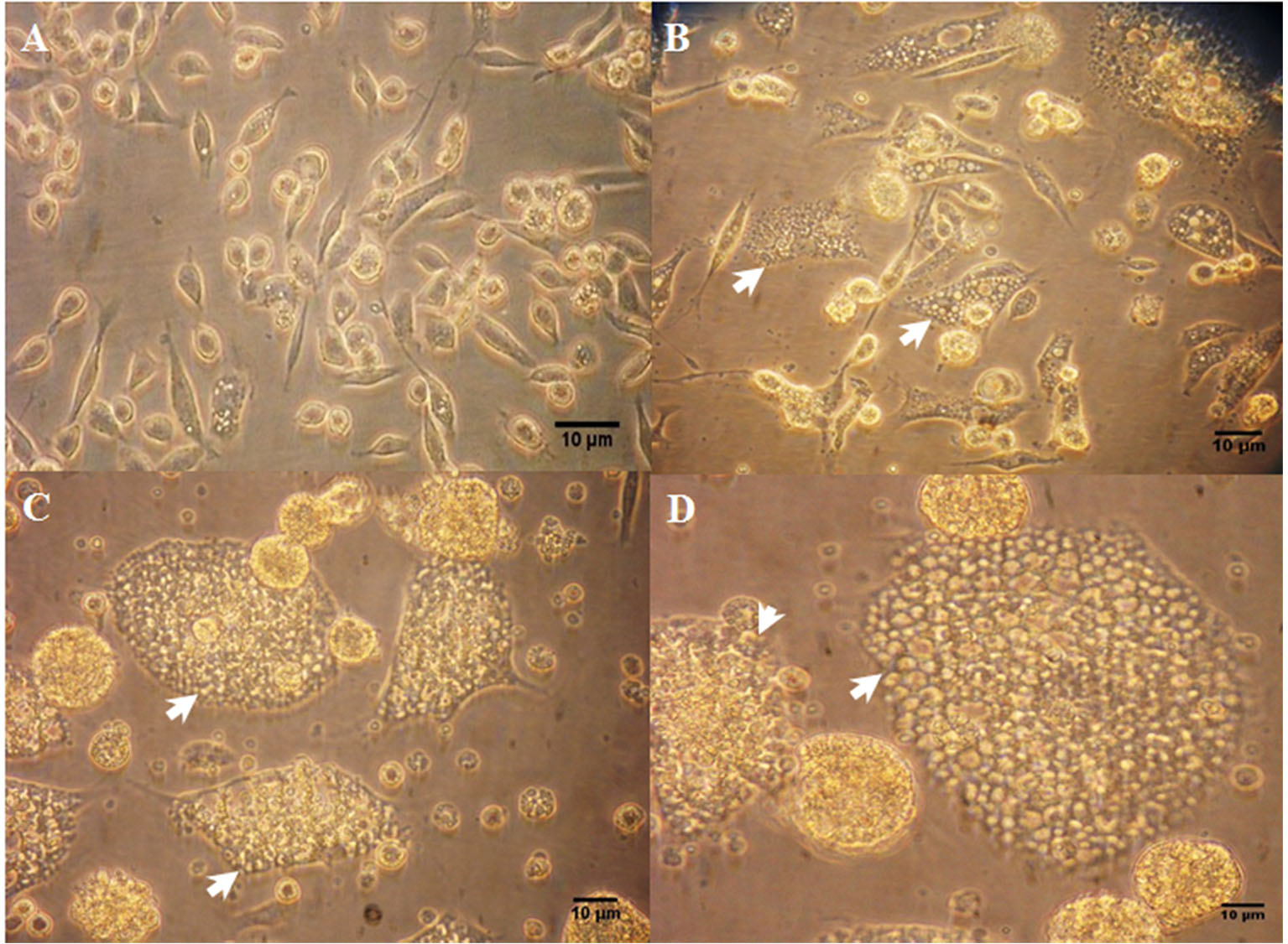 Figura 1. Fotomicrografía de células Rm-sus infectadas con A. marginale (MEX-31-096).