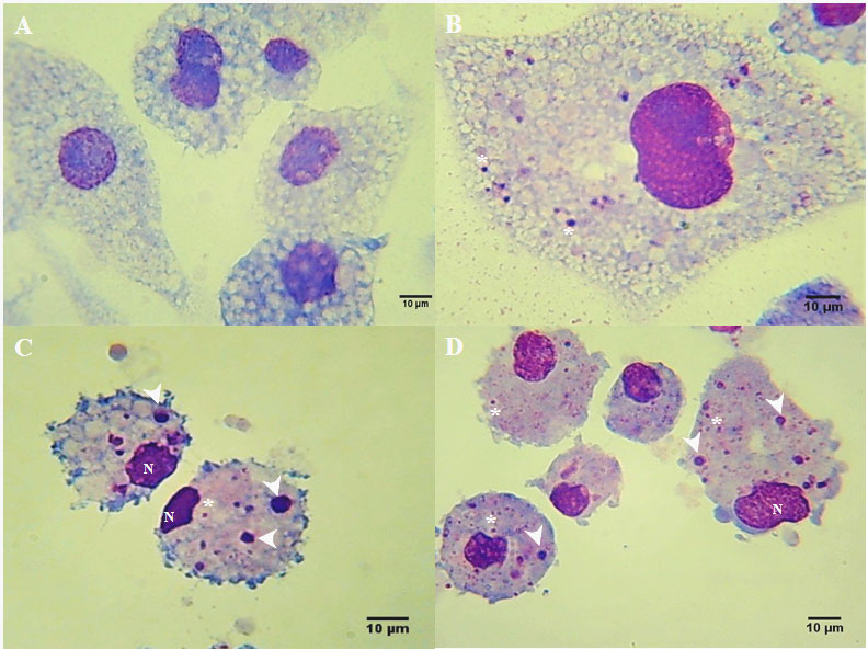 Figura 2. Fotomicrografía de células Rm-sus infectadas con A. marginale (MEX-31-096). 