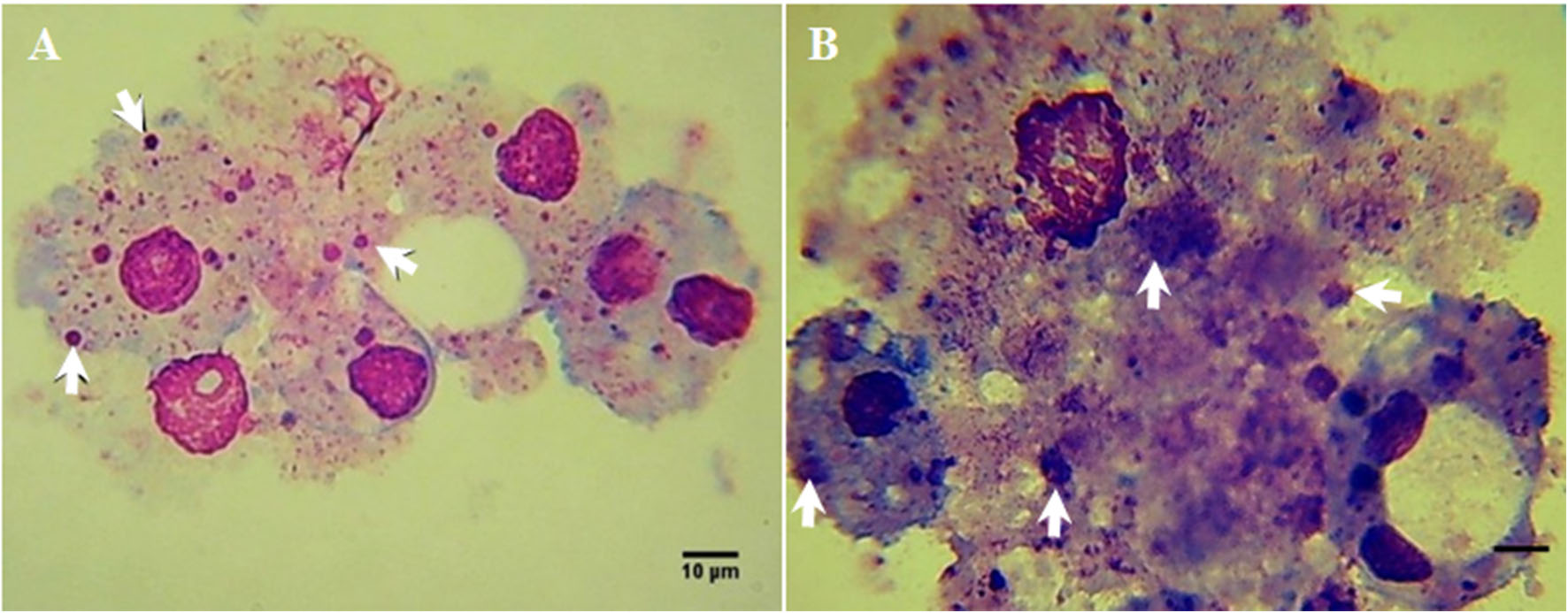 Figura 3. Fotomicrografía de células Rm-sus infectadas con A. marginale (MEX-31-096). 