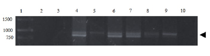 Figura 4. Detección molecular de A. marginale (MEX-31-096) en células Rm-sus infectadas.