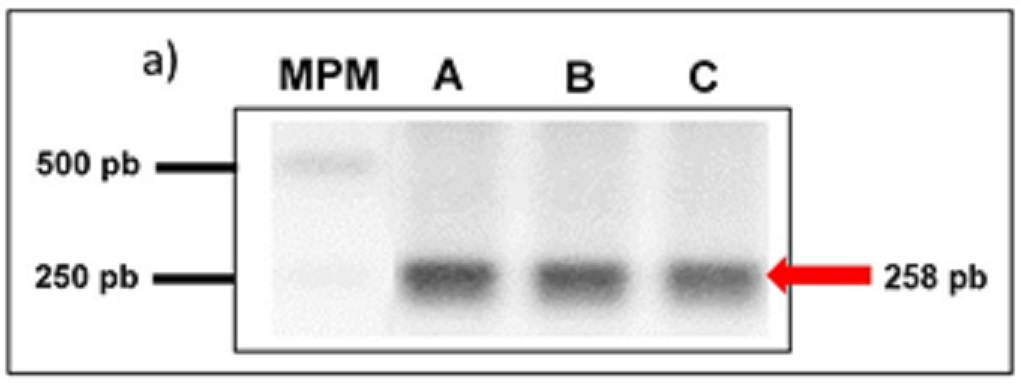 Figura 1. Determinación de la presencia del gen de la hebraina en el genoma de R. microplus mediante ensayos de PCR