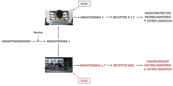 Efecto de la actividad física sobre el eje Renina-Angiotensina