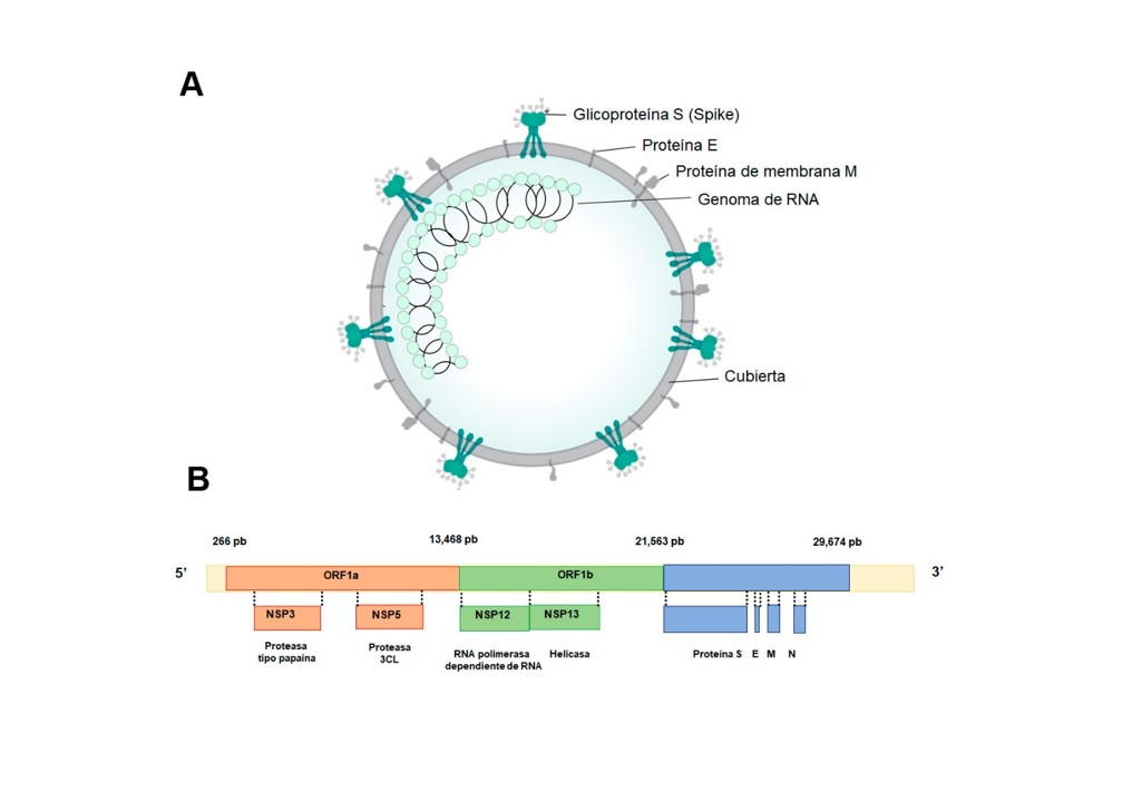 Proteínas estructurales y organización del genoma del COVID-19