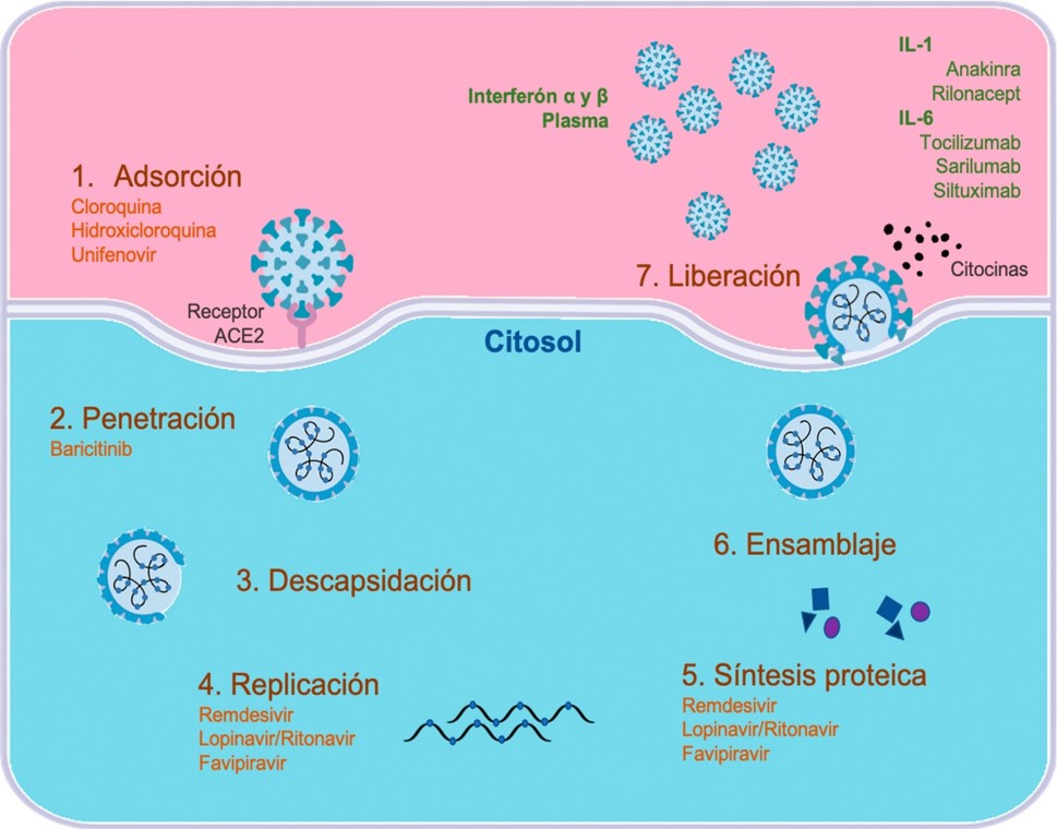 Ciclo de replicación del SARS-CoV-2 y sitios de acción de algunos medicamentos