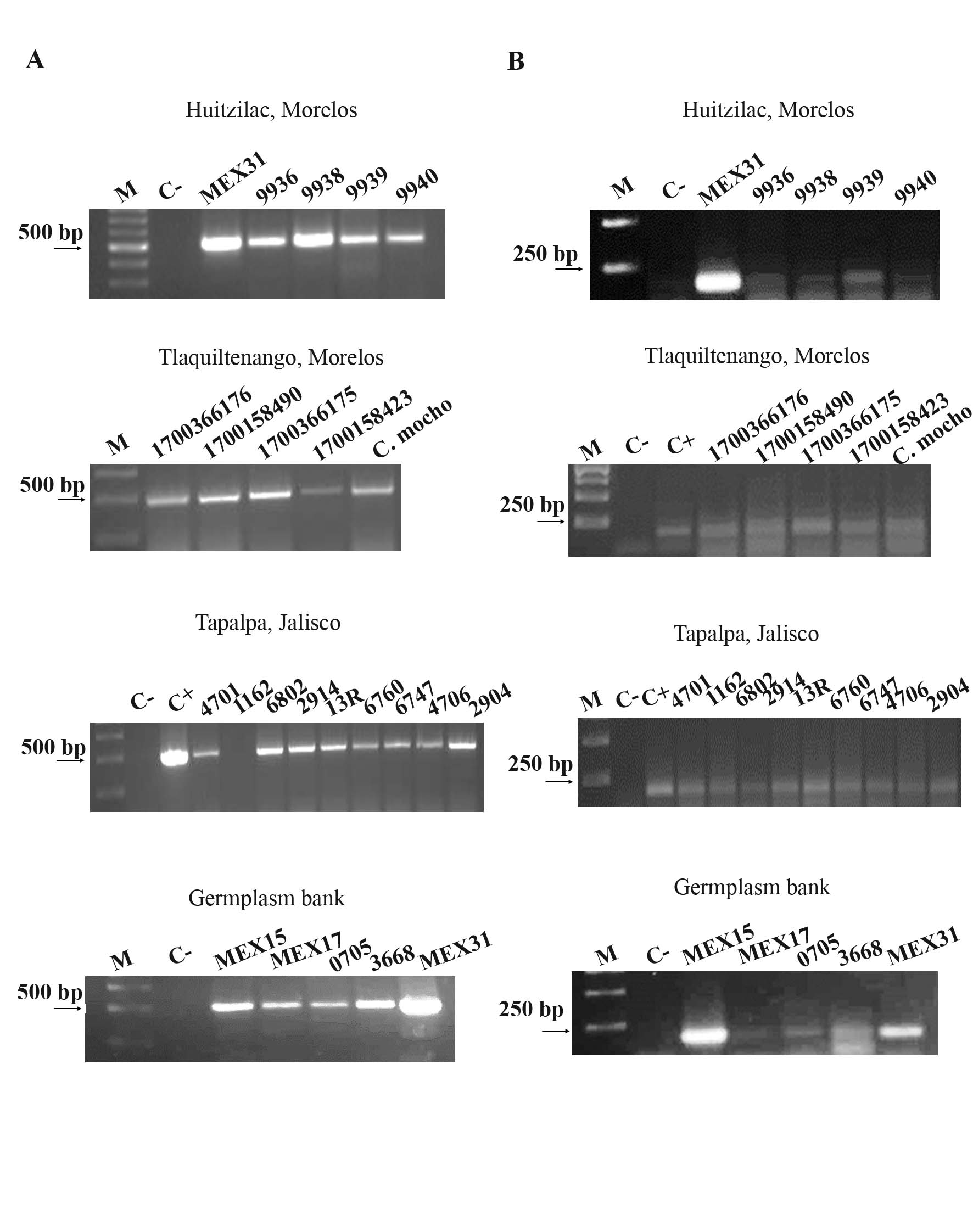 Figure 1. Molecular detection of Ca. M. haemobos and M. wenyonii