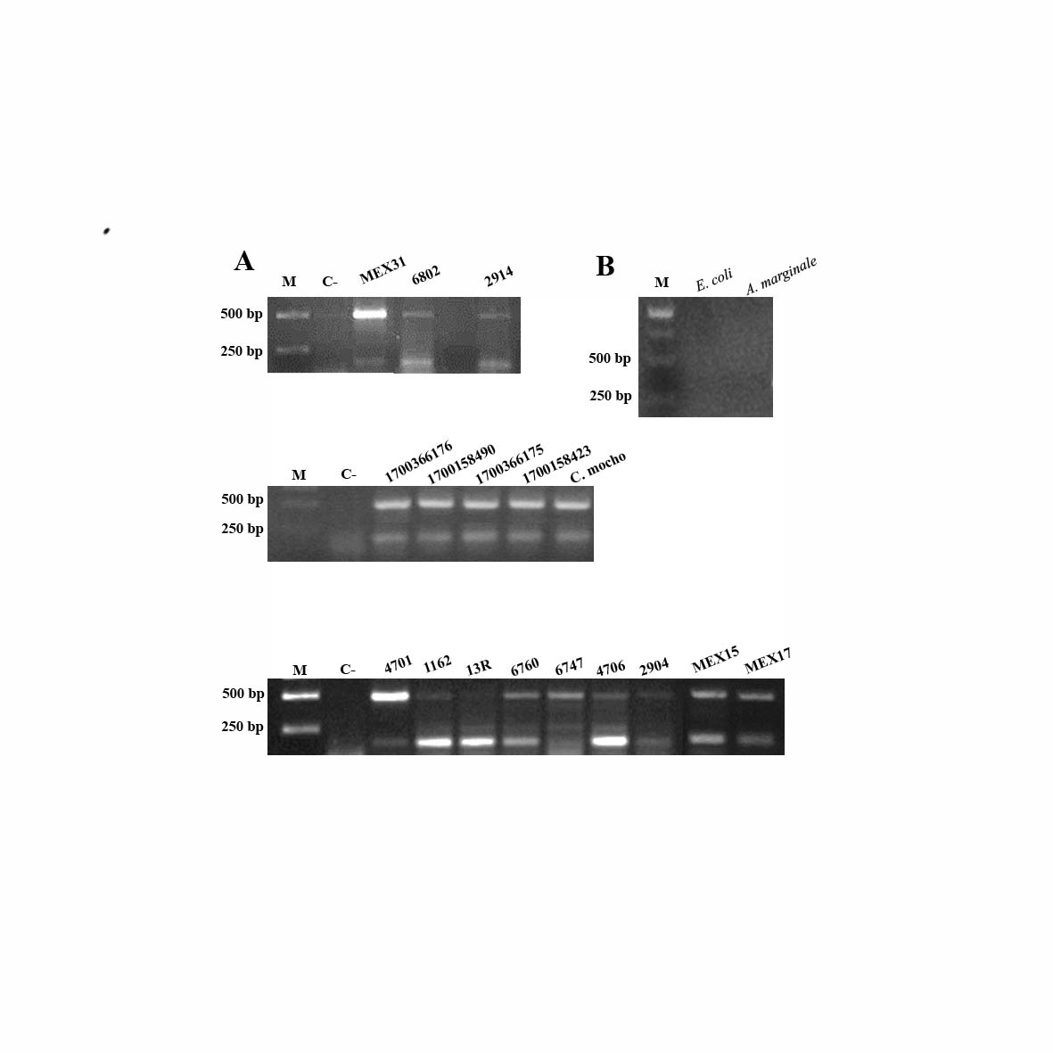 Figure 2. Duplex PCR to detect hemoplasmas