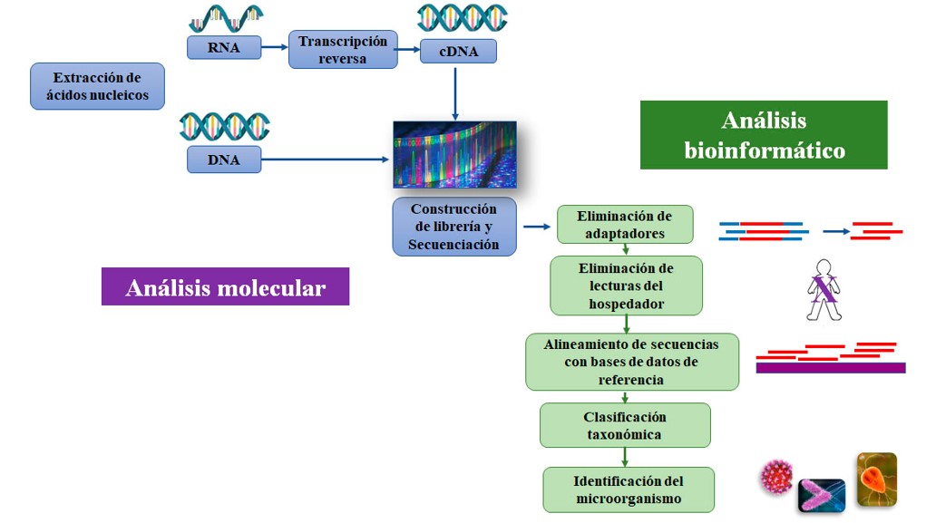Diagrama de flujo para el análisis metagenómico de muestras
