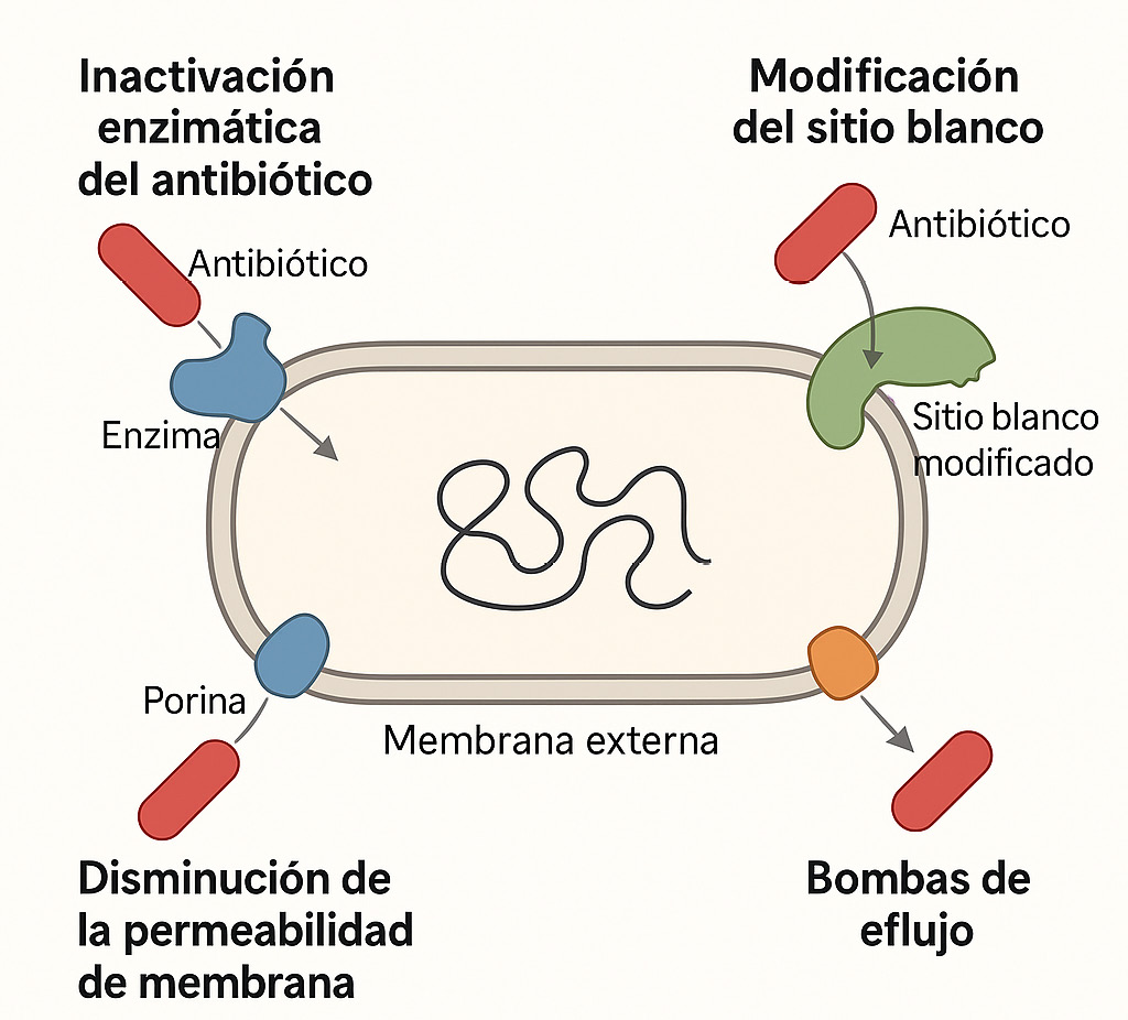 Diagrama que muestra cuatro mecanismos de resistencia bacteriana a antibióticos incluyendo inactivación enzimática, modificación del sitio blanco, disminución de la permeabilidad de membrana y bombas de eflujo.

Descripción generada con IA
