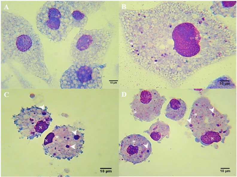 Figura 2. Fotomicrografía de células Rm-sus infectadas con A. marginale (MEX-31-096). 